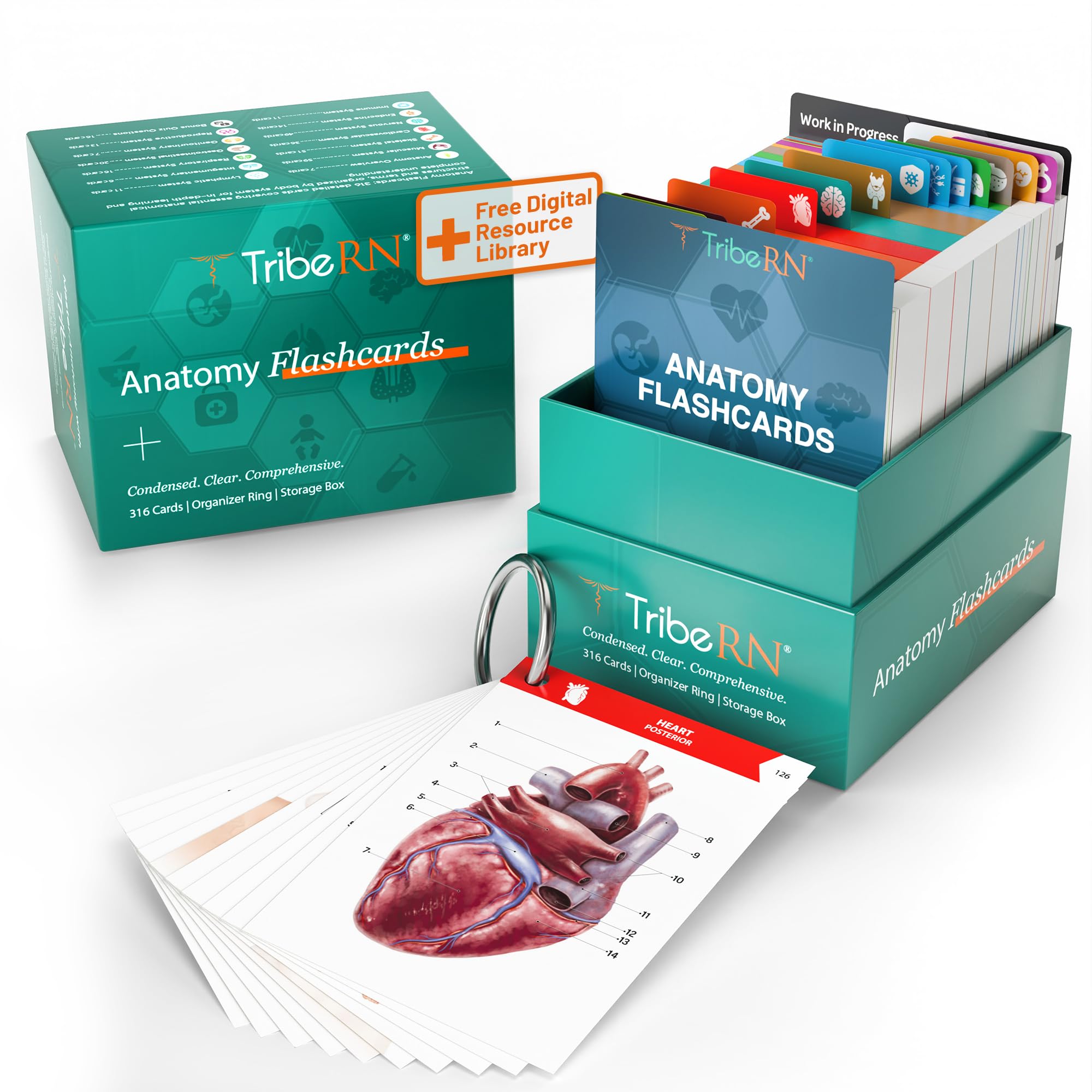TribeRN Anatomy and Physiology Flash Cards – 320 Study Resources for Students – Human Anatomy & Physiology Study Tools – Medical, Nursing School Essentials – Durable & Easy to Use Flashcards