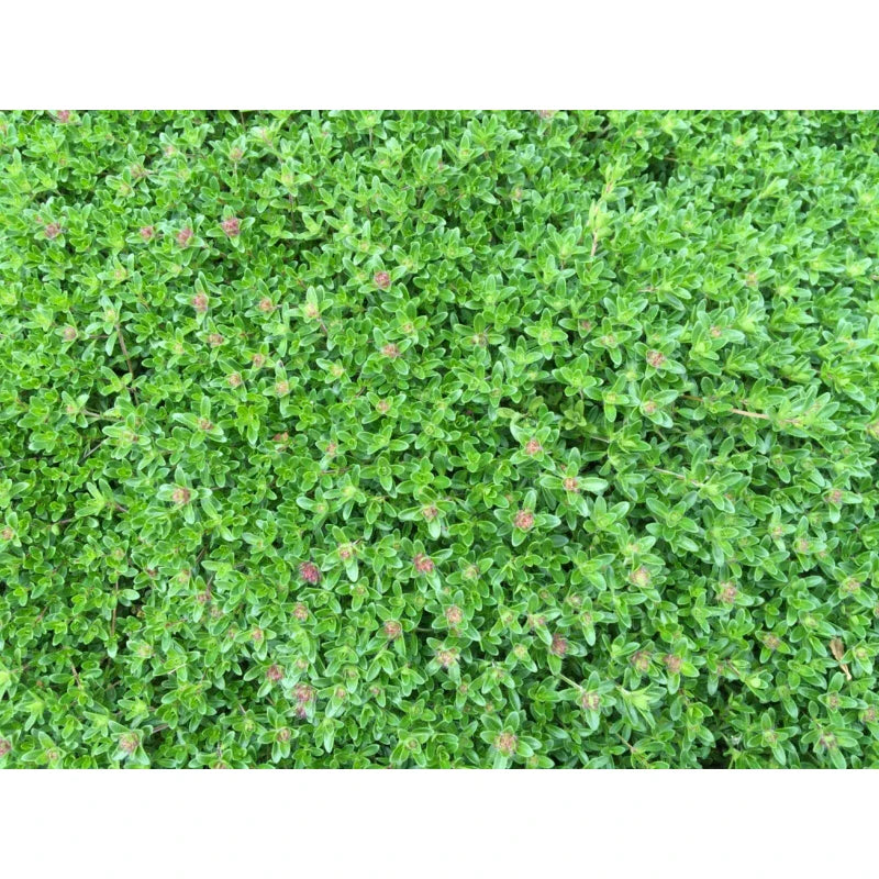 CREEPING ELFIN THYME 5,000 CREEPING ELFIN THYME SEEDS FOR GRASS REPLACEMENT, ROCK GARDENS, ETC.