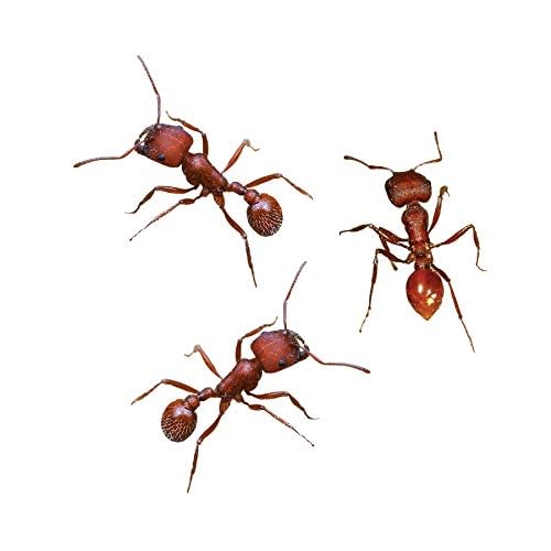 Insect Lore 50 Live Western Harvester Ants - Grown in USA - Includes STEM Activity Observation Journal