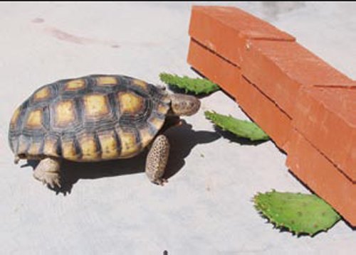 12-Oz Fresh Tortoise Turtle Iguana Reptile Super Food Spineless Opuntia Prickly Pear Cactus
