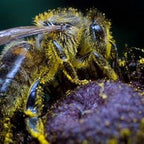 Bee Pollen Granules, 100% Raw, Superfood Packed with Proteins, Vitamins & Minerals. Source of Vitamin B, Amino Acids, & Antioxidants. Keto, Paleo Friendly, Gluten Free.