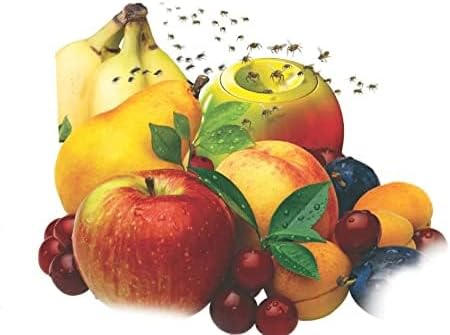 TERRO 2-Pack Fruit Fly Trap