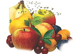 TERRO 2-Pack Fruit Fly Trap
