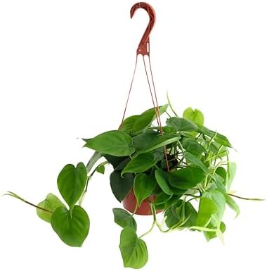 Shop Succulents Philodendron Cordatum Heartleaf Plant, Live Indoor Houseplant, Easy Care Trailing Plant for Home Decor, Office, Room Decoration, Perfect Housewarming Gift, 6 Inch Pot