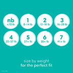 Pampers Diapers - Baby Dry - Size 5, 164 Count, Absorbent Disposable Infant Diaper (Packaging May Vary)