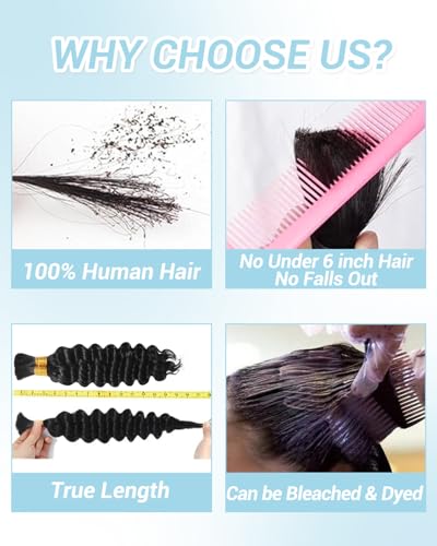 Flagship Human Braiding Hair for Boho Braids 16 Inch 2 Bundles 100g Deep Wave Bulk Human Boho Hair for Braiding 12A Virgin Curly Human Hair for Boho Knotless Braids Human Hair Bundles P27/613
