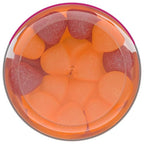 Centrum Prenatal Multivitamin Gummies with DHA and Folic Acid, Mixed Berry and Orange Flavors - 60 Count, 30 Day Supply
