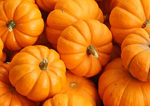 Food to Live Organic Dry Roasted Pumpkin Seed Kernels, 16 Pounds - Non-GMO, Unsalted, Oven Roasted Whole Pepitas, No Oil Added, Shelled, Vegan, Kosher, Keto, Bulk. Low in Carbs. High In Protein.