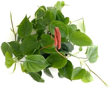 Shop Succulents Philodendron Cordatum Heartleaf Plant, Live Indoor Houseplant, Easy Care Trailing Plant for Home Decor, Office, Room Decoration, Perfect Housewarming Gift, 6 Inch Pot