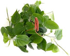 Shop Succulents Philodendron Cordatum Heartleaf Plant, Live Indoor Houseplant, Easy Care Trailing Plant for Home Decor, Office, Room Decoration, Perfect Housewarming Gift, 6 Inch Pot
