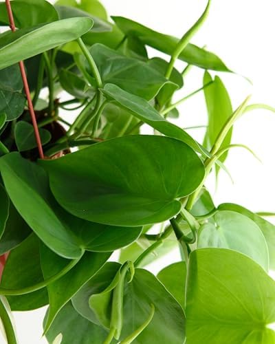 Shop Succulents Philodendron Cordatum Heartleaf Plant, Live Indoor Houseplant, Easy Care Trailing Plant for Home Decor, Office, Room Decoration, Perfect Housewarming Gift, 6 Inch Pot