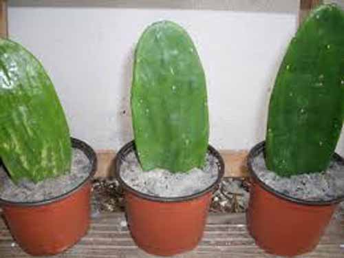 12-Oz Fresh Tortoise Turtle Iguana Reptile Super Food Spineless Opuntia Prickly Pear Cactus