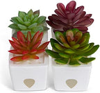 ZendoZones Fruit Fly Traps with Zendo Lure, 2-Pack Mellow Molly & Serene Sandy with Plastic White Base, Refillable and Reusable