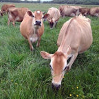 Raw Organic Whey Protein Powder, Grass Fed, Happy Healthy Cows, Undenatured, Hormone Free, Non-GMO, Gluten Free, Unflavored, Unsweetened Protein, 5LB