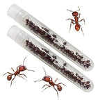 Insect Lore 50 Live Western Harvester Ants - Grown in USA - Includes STEM Activity Observation Journal