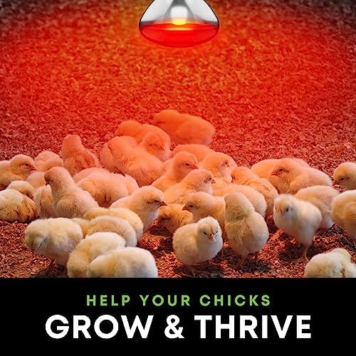 250 W att R40 Incandescent Light Bulbs (2-Pack) - Bathroom Infrared Heat Lamp for Chickens Chicks Puppies Reptiles Livestock Poultry , Sauna Red Light Therapy Bulb | 2,000 Hour Rated, E26 Base, 120V