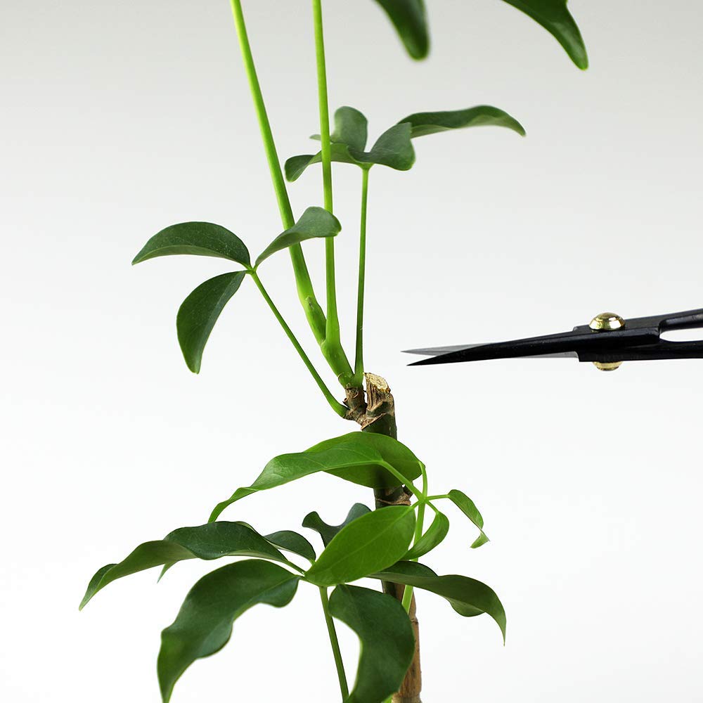 Wazakura Satsuki Bonsai Scissors, Made in Japan 7 inch (180 mm), Japanese Bonsai Garden Tools, Hasami Pruning Shears - Satsuki Style, Black