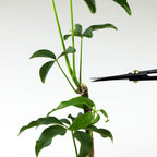 Wazakura Satsuki Bonsai Scissors, Made in Japan 7 inch (180 mm), Japanese Bonsai Garden Tools, Hasami Pruning Shears - Satsuki Style, Black