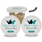 Clearwater Butterfly Live Painted Lady Butterflies - 10 Live Caterpillars - Live Caterpillars to Butterflies - Caterpillars for Butterfly Kit - Mesh Cage Not Included - Live Butterfly Kit - 10 Count