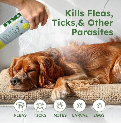 BugMD Flea and Tick Concentrate (3.7 oz) - Essential Oil-Powered Formula, Controls Fleas, Ticks, Mites in Dogs and Other Furred Animals, Spray on Pet Beds, Kennels