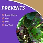 Bonide Captain Jack's Fruit Tree Spray, 16 oz Concentrate, Insect & Disease Control Spray for Organic Gardening