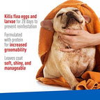 Plus Flea & Tick Foaming Shampoo & Wash for Dogs & Puppies Over 12 Weeks | Sensitive Skin Flea Treatment for Dogs and Puppies | Kills Adult Fleas, Ticks, and Lice On Contact | 10 Oz