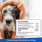 Plus Flea & Tick Foaming Shampoo & Wash for Dogs & Puppies Over 12 Weeks | Sensitive Skin Flea Treatment for Dogs and Puppies | Kills Adult Fleas, Ticks, and Lice On Contact | 10 Oz