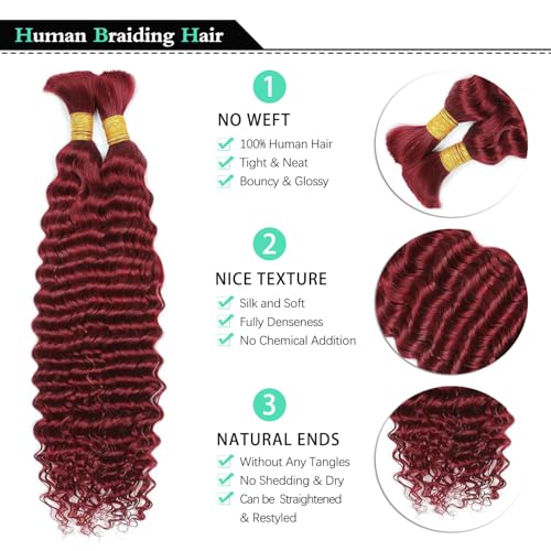 Human Braiding Hair 2 Bundles/Pack 100g Burgundy 99J Curly Deep Wave Human Bulk Hair for Braiding No Weft 10A Brazilian Virgin Human braiding Hair for Boho Braids Extensions (#99J, 16 inch)