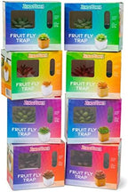 ZendoZones Fruit Fly Traps with Zendo Lure, 2-Pack Mellow Molly & Serene Sandy with Plastic White Base, Refillable and Reusable