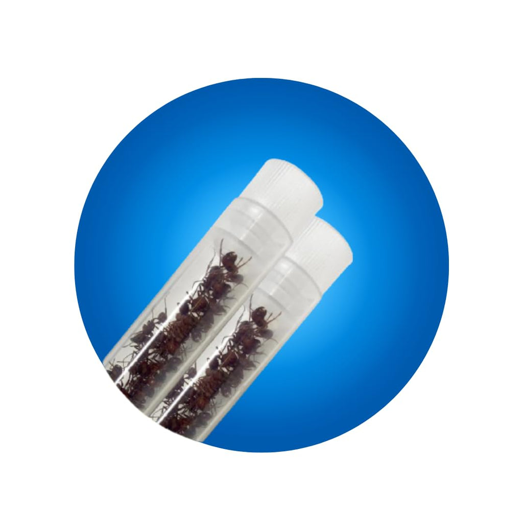 Insect Lore 50 Live Western Harvester Ants - Grown in USA - Includes STEM Activity Observation Journal