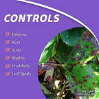 Bonide Fung-onil Multi-Purpose Fungicide, 16 oz Concentrate for Plant Disease Control, Controls Blight, Mildew & More