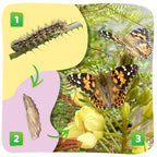 Insect Lore Butterfly Garden Kit with Live Caterpillars – Grow 10 Painted Lady Butterflies - STEM Learning Activity, Habitat with Journal, Stickers, Seeds & Figurines - As Seen on TV