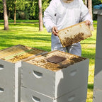 20% Natural Pollen Patties for Honey Bees, High Protein Pollen Patty to Supplemental Bee Winter and Improves Colony Health (5 Pack)