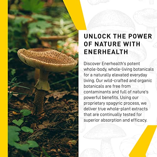 Enerhealth Botanicals NutriCafé Pure Cordyceps – Fairly Traded, Low Acid, Medium Roast Whole Arabica Bean Coffee, Infused with Organic Mushroom Extracts to Increase Vitality, Stamina, & Energy – 12 oz