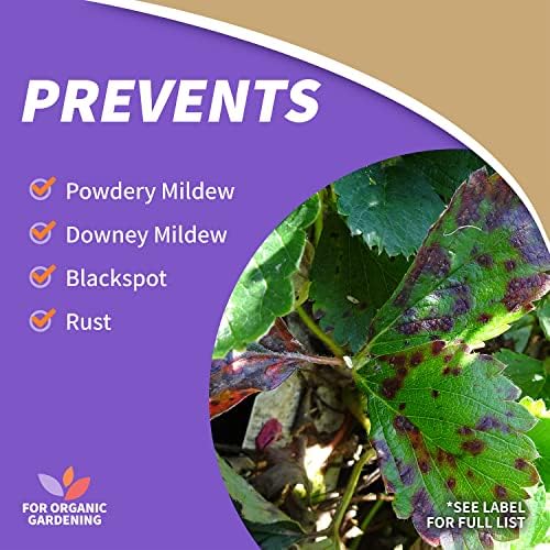 Bonide Captain Jack's Rose Rx 4-in-1 Insect & Disease Control, 32 oz Ready-to-Use Spray Neem Oil for Organic Gardening