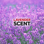 Raid Ant & Roach Killer Lavender 17.5 Ounce (Pack of 12)