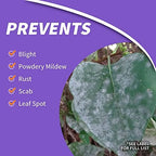 Bonide Infuse Lawn and Landscape Fungicide, Pack of 3