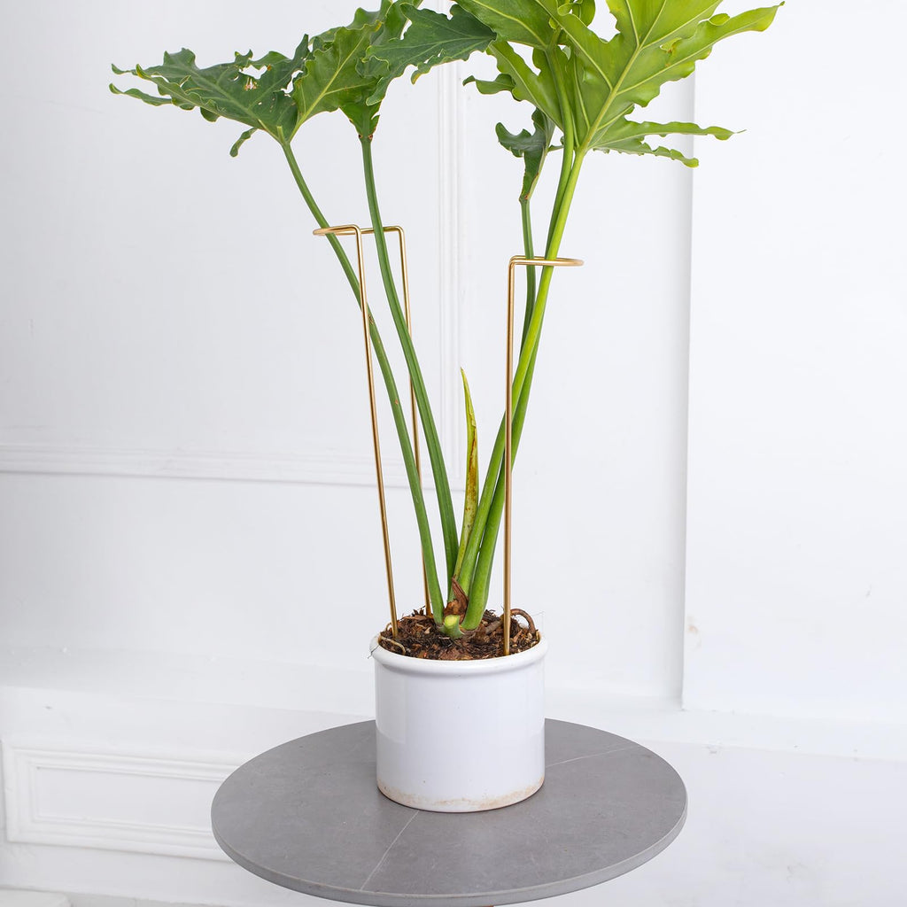 GOOOXIM 10 PCS Large Indoor Plant Stakes 15.5" Heavy Duty Metal Supports