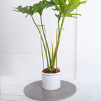 GOOOXIM 10 PCS Large Indoor Plant Stakes 15.5" Heavy Duty Metal Supports