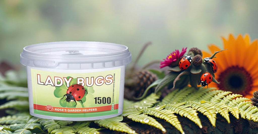 1500 Live Ladybugs - Hippodamia Convergens - Guaranteed Live Deliver - Plastic Container for Moth (1500)