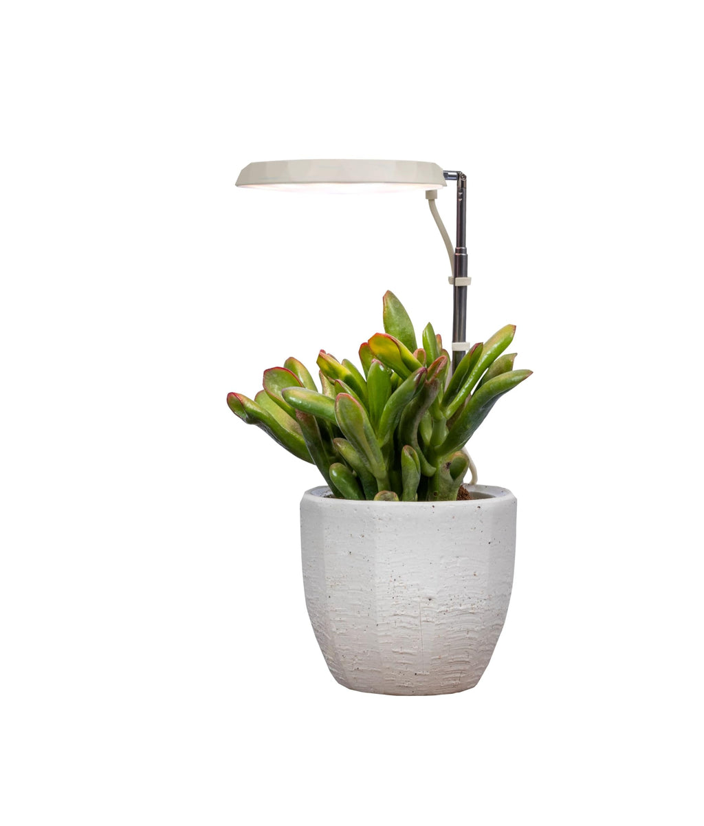 AeroGarden Stem Grow Light, Cream