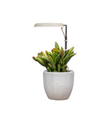 AeroGarden Stem Grow Light, Cream