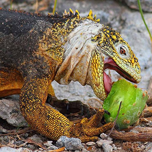 12-Oz Fresh Tortoise Turtle Iguana Reptile Super Food Spineless Opuntia Prickly Pear Cactus