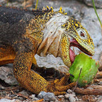 12-Oz Fresh Tortoise Turtle Iguana Reptile Super Food Spineless Opuntia Prickly Pear Cactus