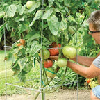 Galvanized Square Folding Tomato Cage Plant Support Stake Tower 12 inch by 46 inch, Pack of 10 Sets(Also Sold as Pack of 2 & 5,PVC Green is Available)