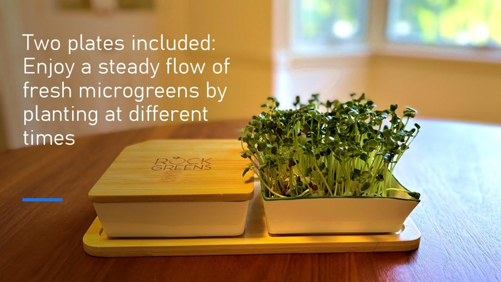 Microgreens Growing Kit. Easy-To-Use, Self-Watering. Includes Two Specially Designed Color-Coded Ceramic Trays With Matching Lids to Create an Optimal Cozy Microenvironment for Seeds; Mats, and a Tray