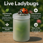 1500 Live Ladybugs - Hippodamia Convergens - Guaranteed Live Deliver - Plastic Container for Moth (1500)