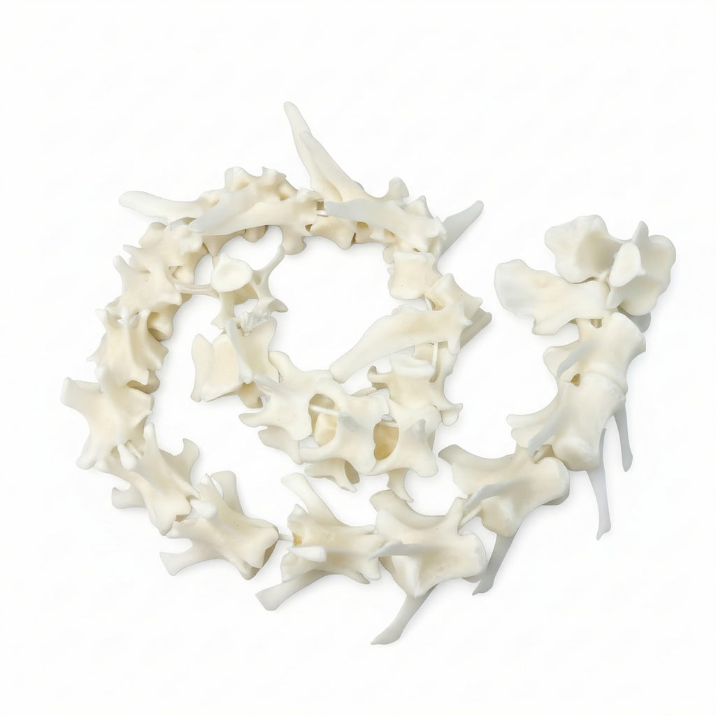 Taxidermy Real Fox Spine Decor - Model Animals Bones Specimen, Taxidermy Supplies for Science Education, Collection (Fox Spine)