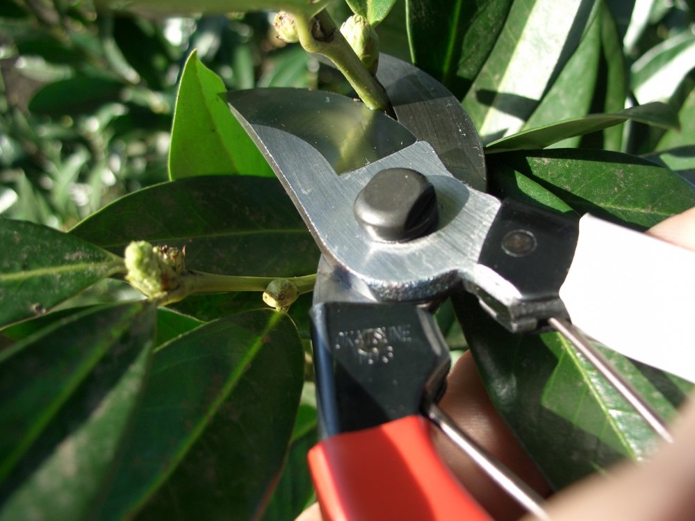 Okatsune 103 Bypass Pruners General Purpose Medium (One Pack)