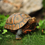 Danmu 1Pc of Polyresin Tortoise Statue 12 9/10" x 9 2/5" x 5 1/2"